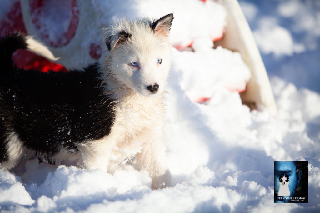 Seven Kingdoms Wolves - Chiot disponible  - Laika de iakoutie