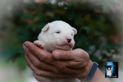 CHIOT Femelle Collier Rose