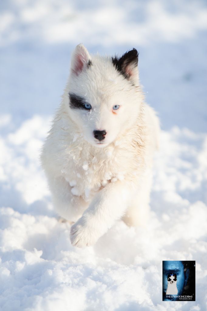 Seven Kingdoms Wolves - Chiot disponible  - Laika de iakoutie