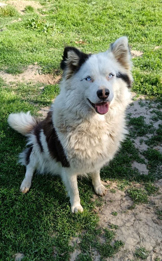 Seven Kingdoms Wolves Topaz