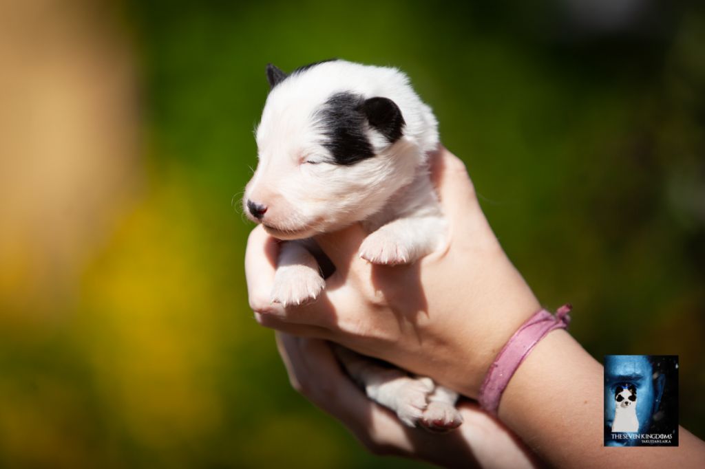 Seven Kingdoms Wolves - Chiots disponibles - Laika de iakoutie
