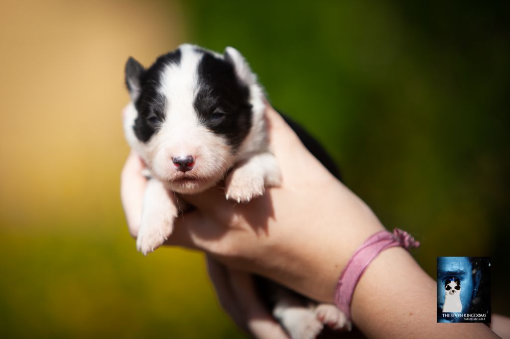 Seven Kingdoms Wolves - Chiots disponibles - Laika de iakoutie