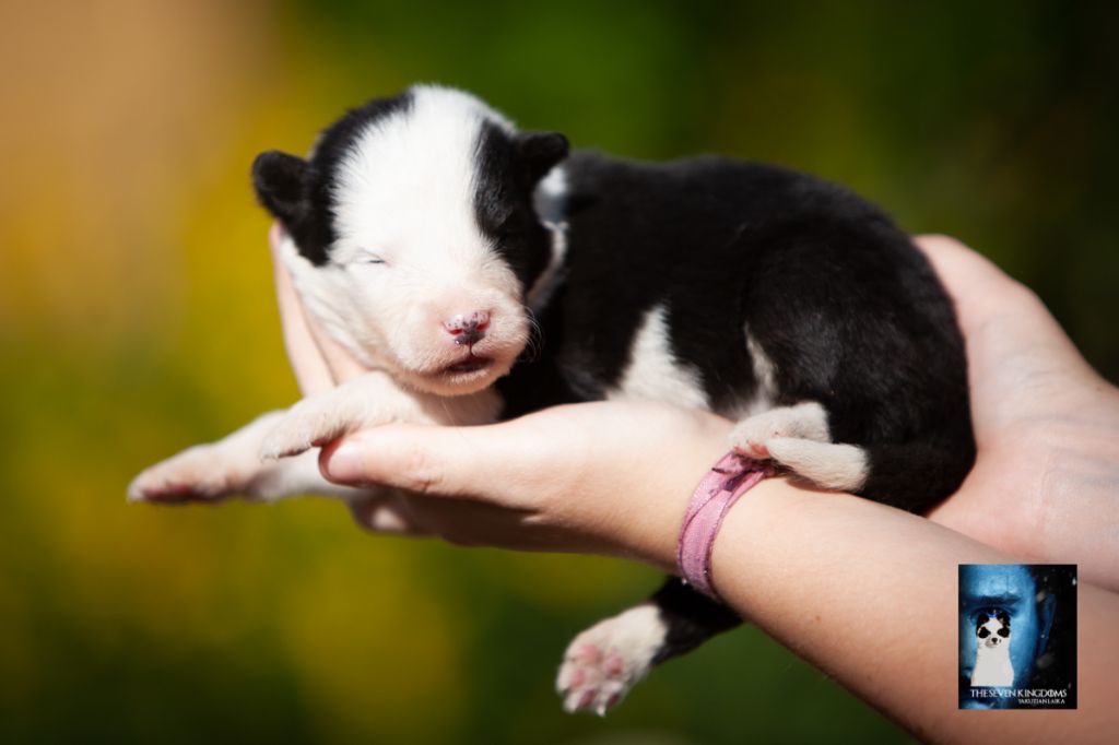 Seven Kingdoms Wolves - Chiots disponibles - Laika de iakoutie