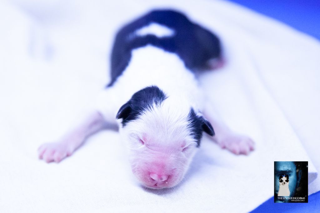 Seven Kingdoms Wolves - Chiots disponibles - Laika de iakoutie
