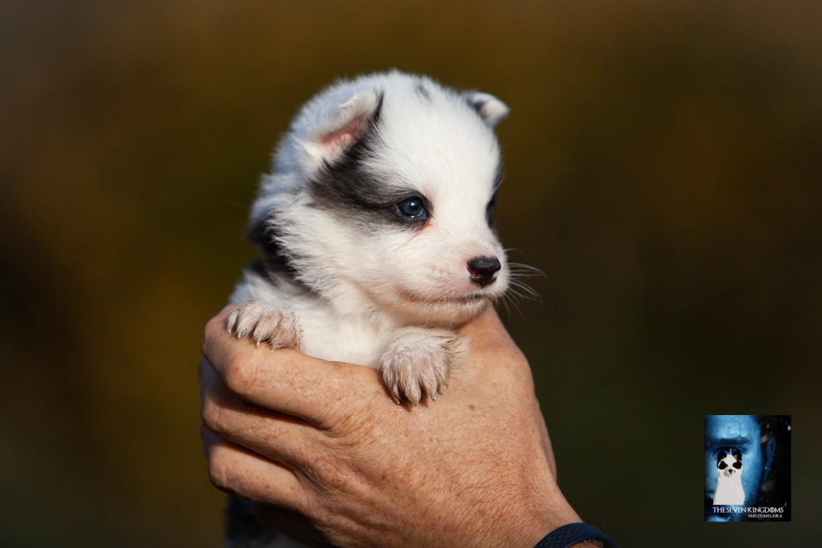 Seven Kingdoms Wolves - Laika de iakoutie - Portée née le 09/10/2025