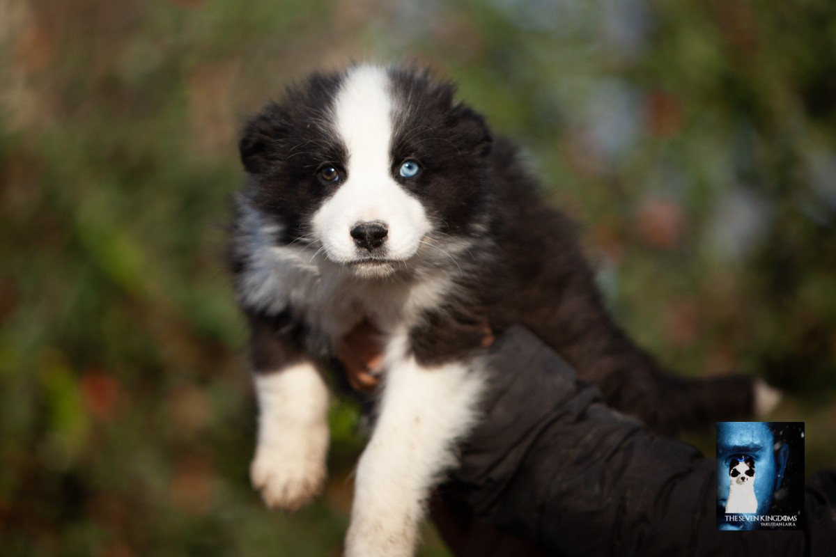 Seven Kingdoms Wolves - Chiots disponibles - Laika de iakoutie