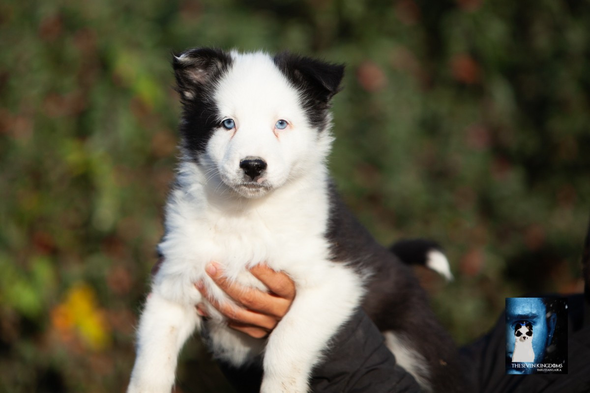 Seven Kingdoms Wolves - Chiots disponibles - Laika de iakoutie