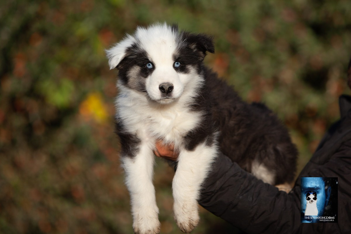 Seven Kingdoms Wolves - Chiots disponibles - Laika de iakoutie