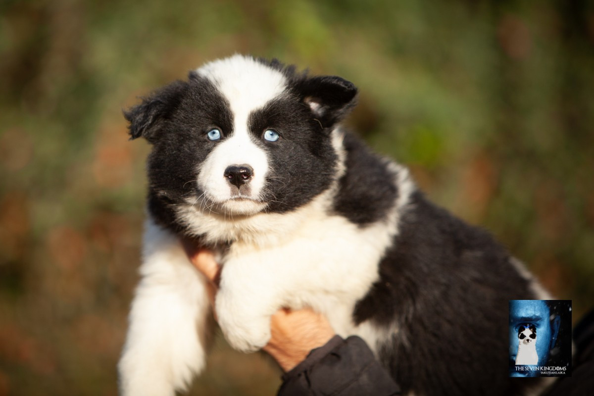 Seven Kingdoms Wolves - Chiots disponibles - Laika de iakoutie