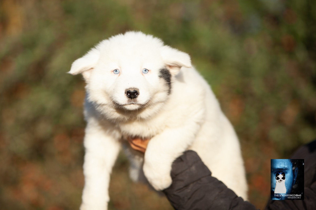 Seven Kingdoms Wolves - Chiots disponibles - Laika de iakoutie