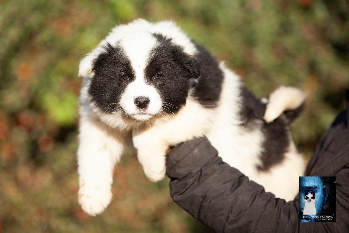 Seven Kingdoms Wolves - Chiots disponibles - Laika de iakoutie