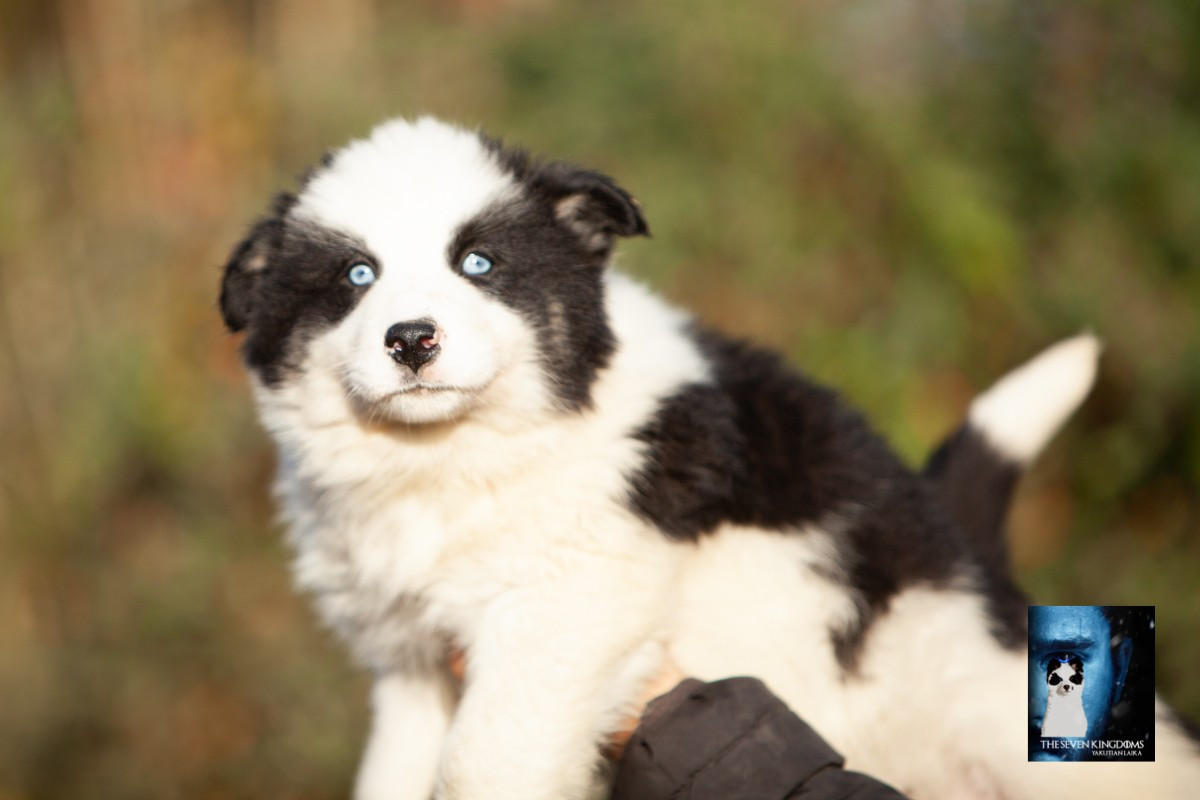 Seven Kingdoms Wolves - Chiots disponibles - Laika de iakoutie