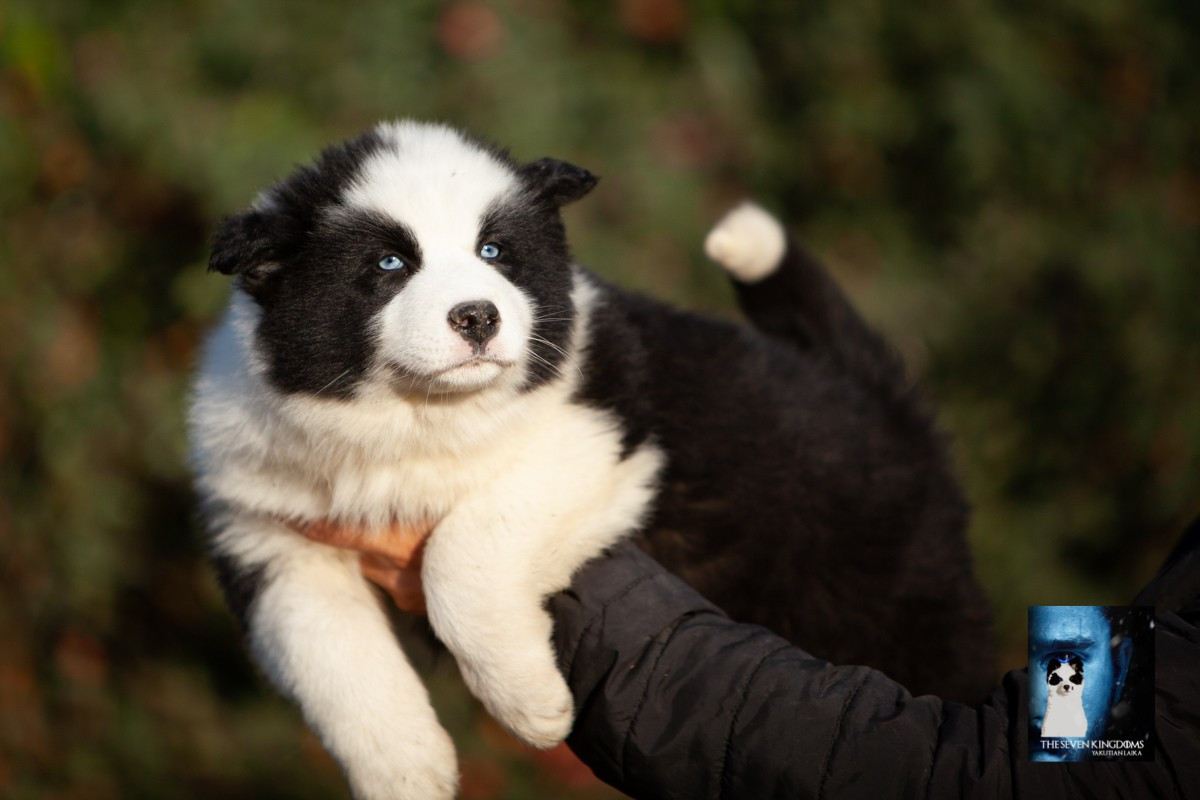 Seven Kingdoms Wolves - Chiots disponibles - Laika de iakoutie