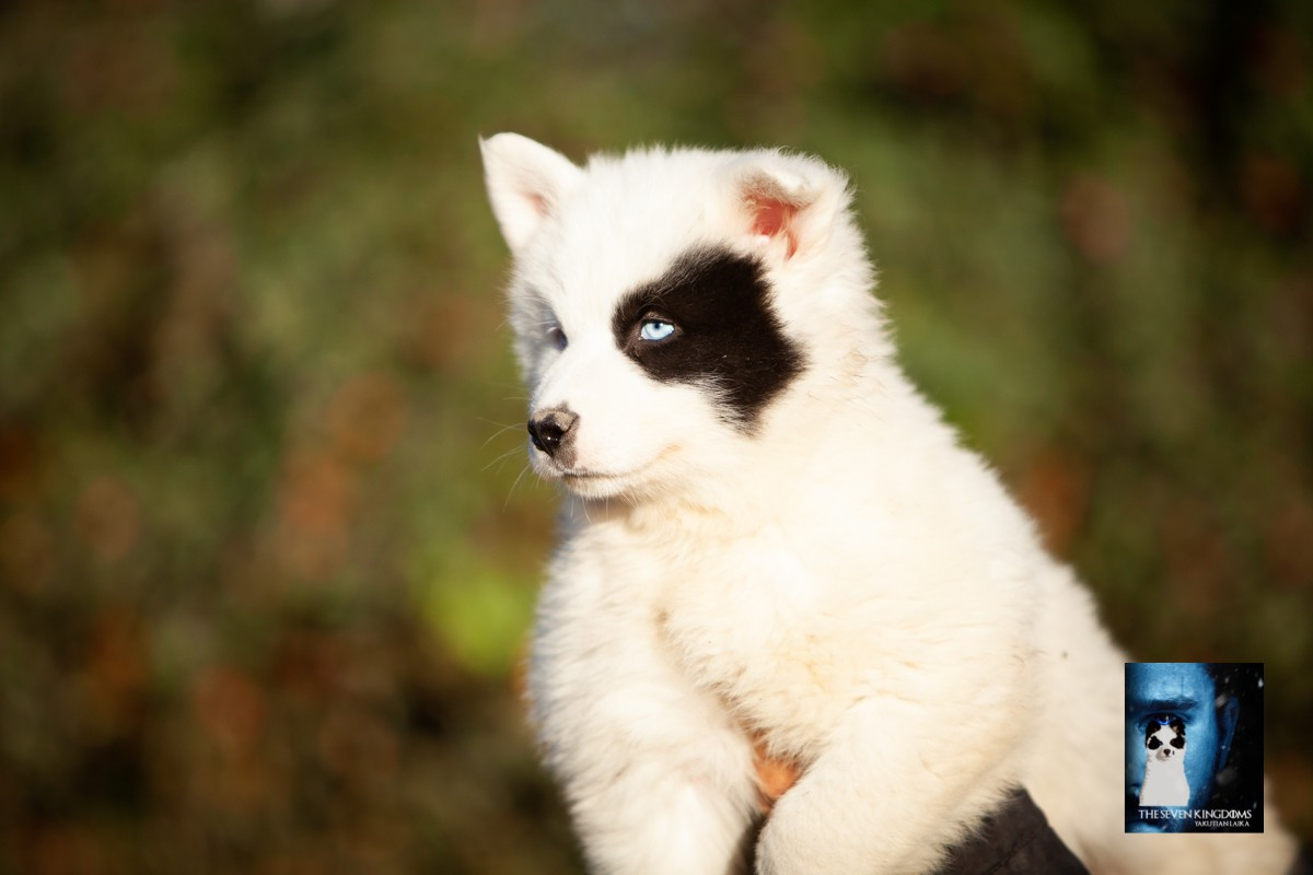 Seven Kingdoms Wolves - Chiots disponibles - Laika de iakoutie