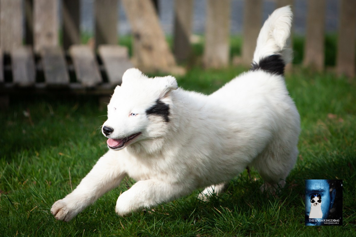 Seven Kingdoms Wolves - Chiots disponibles - Laika de iakoutie