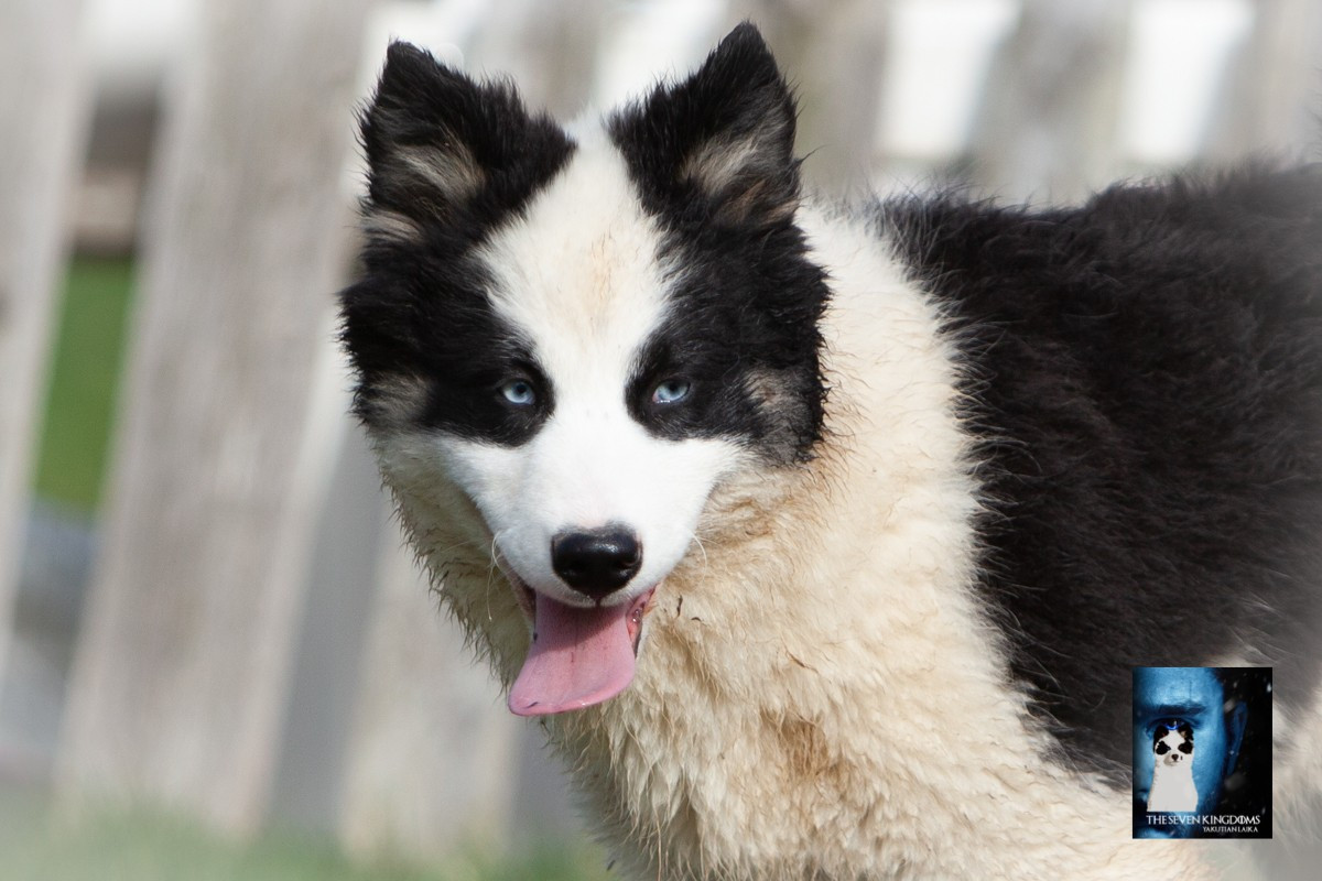 Seven Kingdoms Wolves - Chiots disponibles - Laika de iakoutie