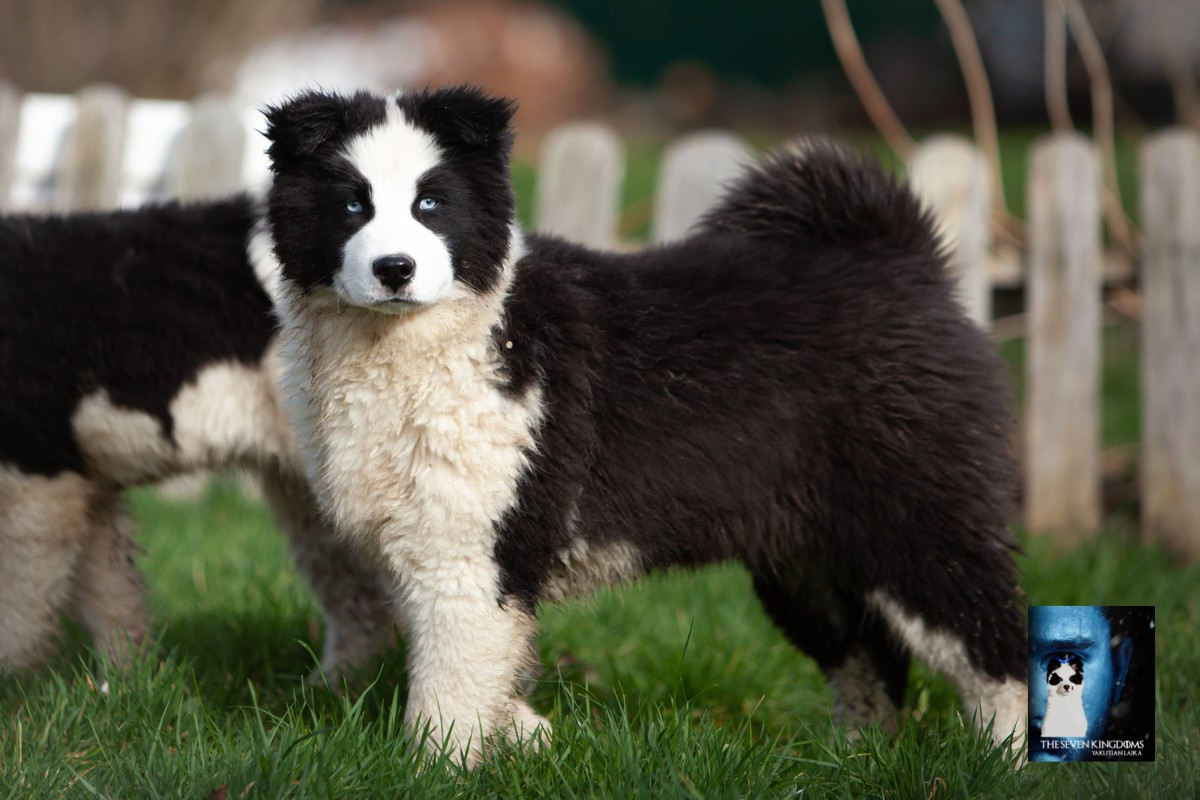 Seven Kingdoms Wolves - Chiots disponibles - Laika de iakoutie