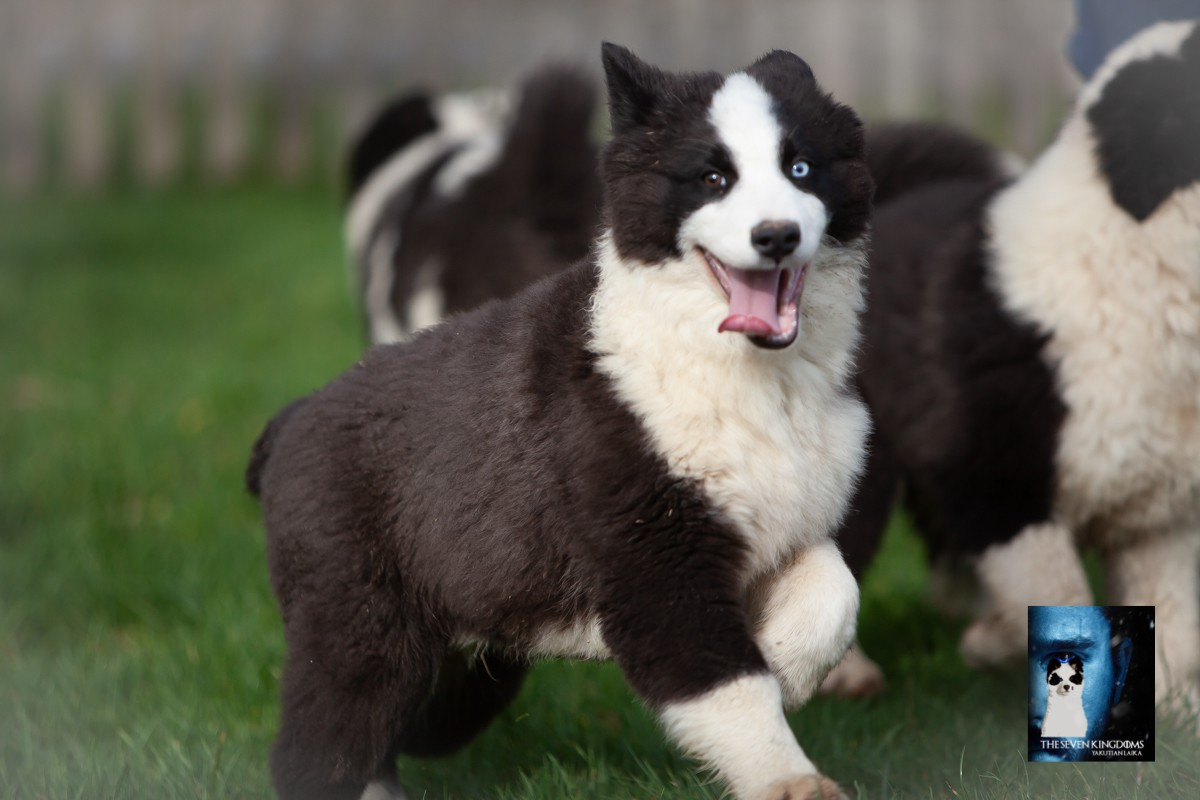 Seven Kingdoms Wolves - Chiots disponibles - Laika de iakoutie
