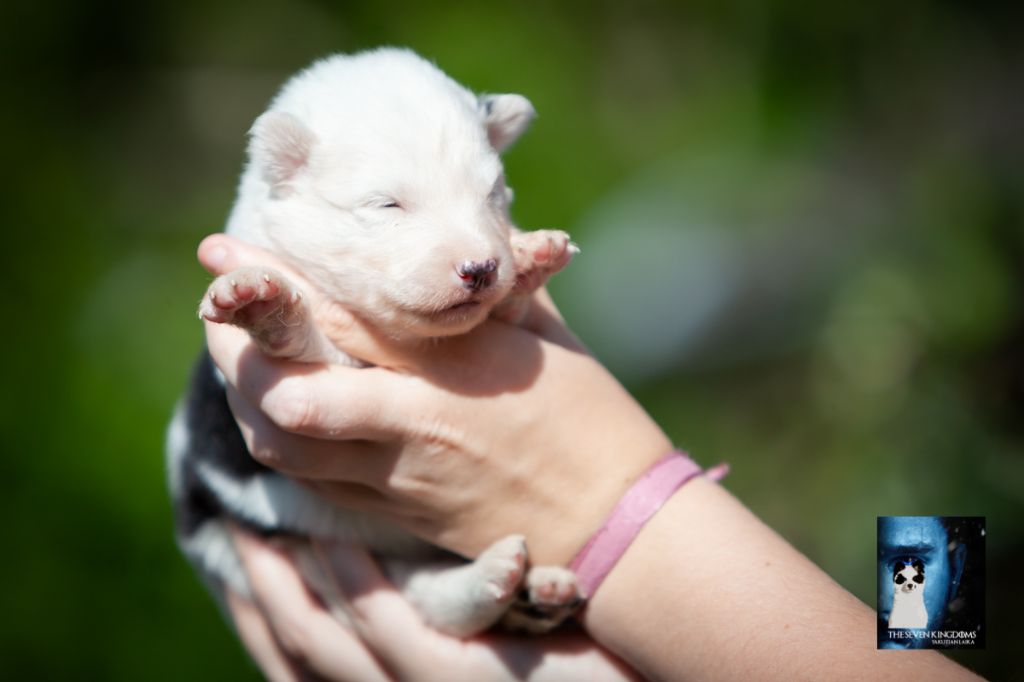 Seven Kingdoms Wolves - Chiots disponibles - Laika de iakoutie