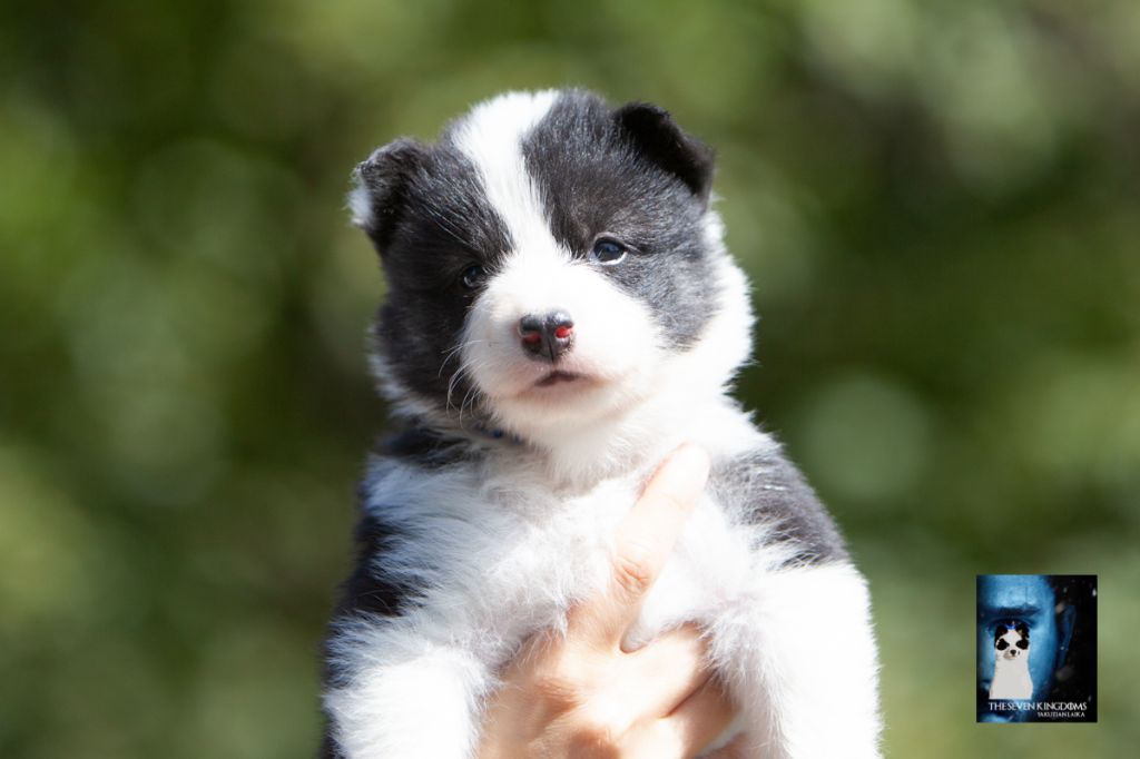 Seven Kingdoms Wolves - Chiots disponibles - Laika de iakoutie
