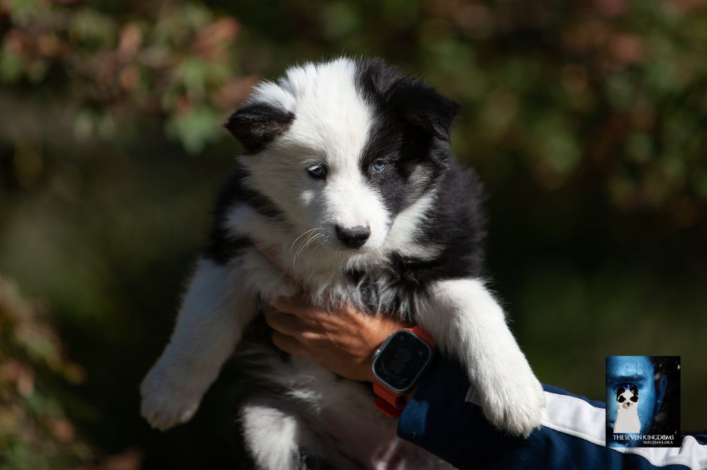 Seven Kingdoms Wolves - Chiots disponibles - Laika de iakoutie