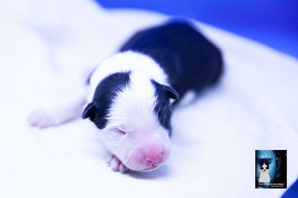 Seven Kingdoms Wolves - Chiots disponibles - Laika de iakoutie