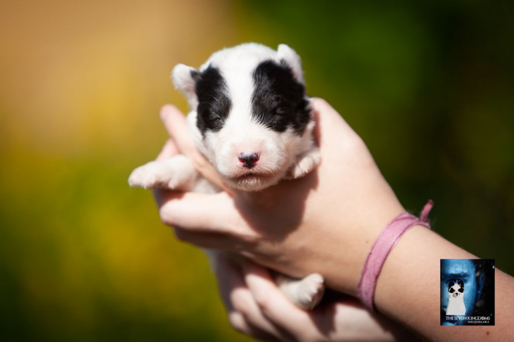 Seven Kingdoms Wolves - Chiots disponibles - Laika de iakoutie