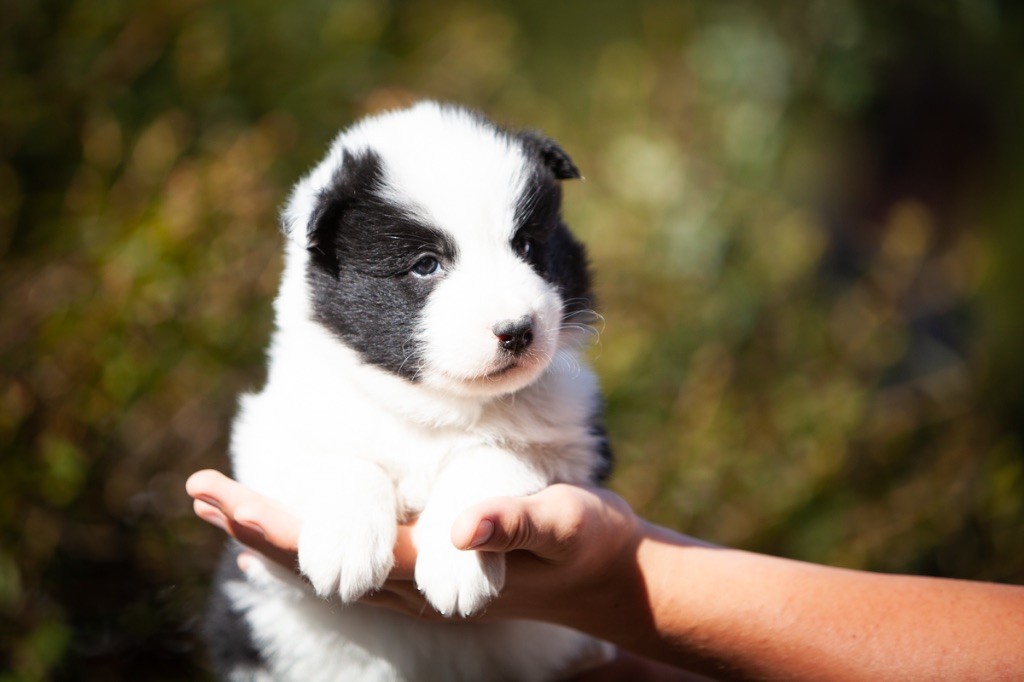 Seven Kingdoms Wolves - Chiots disponibles - Laika de iakoutie