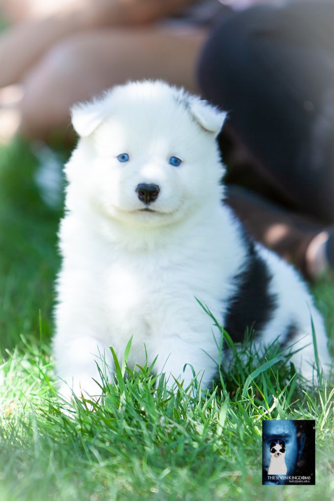 Seven Kingdoms Wolves - Chiots disponibles - Laika de iakoutie