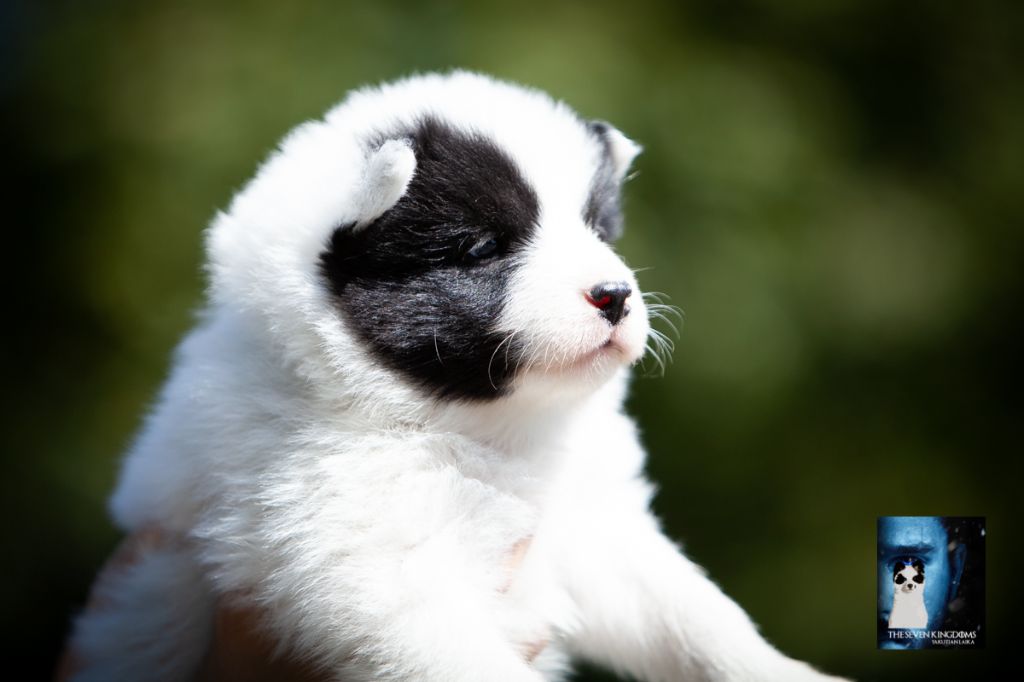 Seven Kingdoms Wolves - Chiots disponibles - Laika de iakoutie