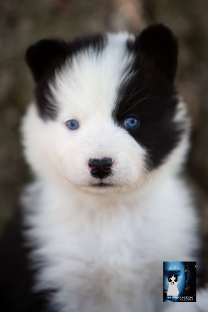 Seven Kingdoms Wolves - Chiots disponibles - Laika de iakoutie