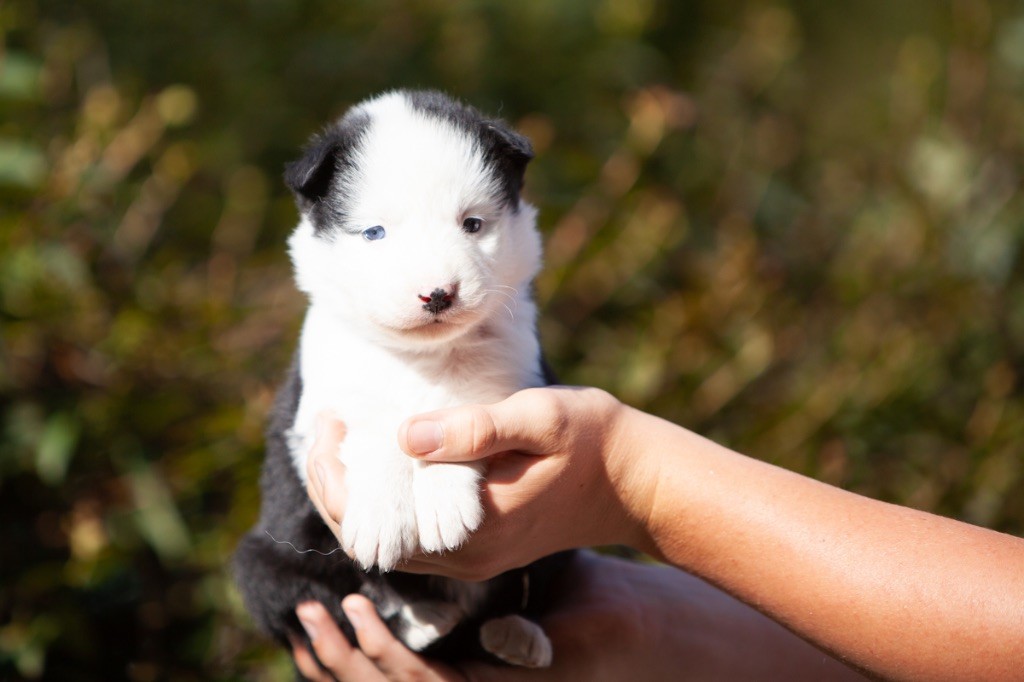 Seven Kingdoms Wolves - Chiots disponibles - Laika de iakoutie