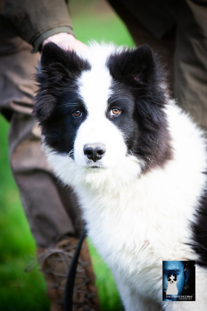 Seven Kingdoms Wolves - Chiots disponibles - Laika de iakoutie