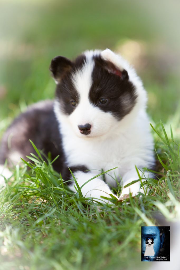 Seven Kingdoms Wolves - Chiots disponibles - Laika de iakoutie