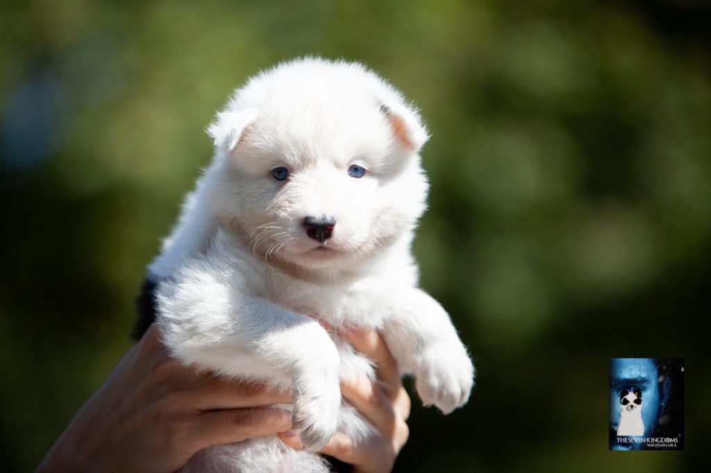 Seven Kingdoms Wolves - Chiots disponibles - Laika de iakoutie