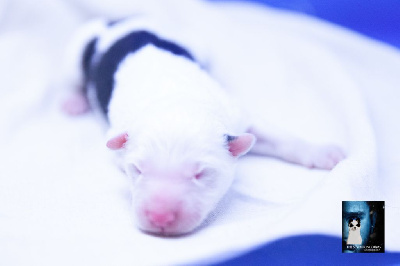 CHIOT Mâle sans collier