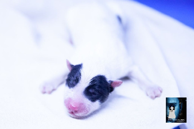 CHIOT Mâle collier vert
