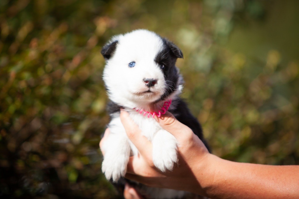 Seven Kingdoms Wolves - Chiots disponibles - Laika de iakoutie