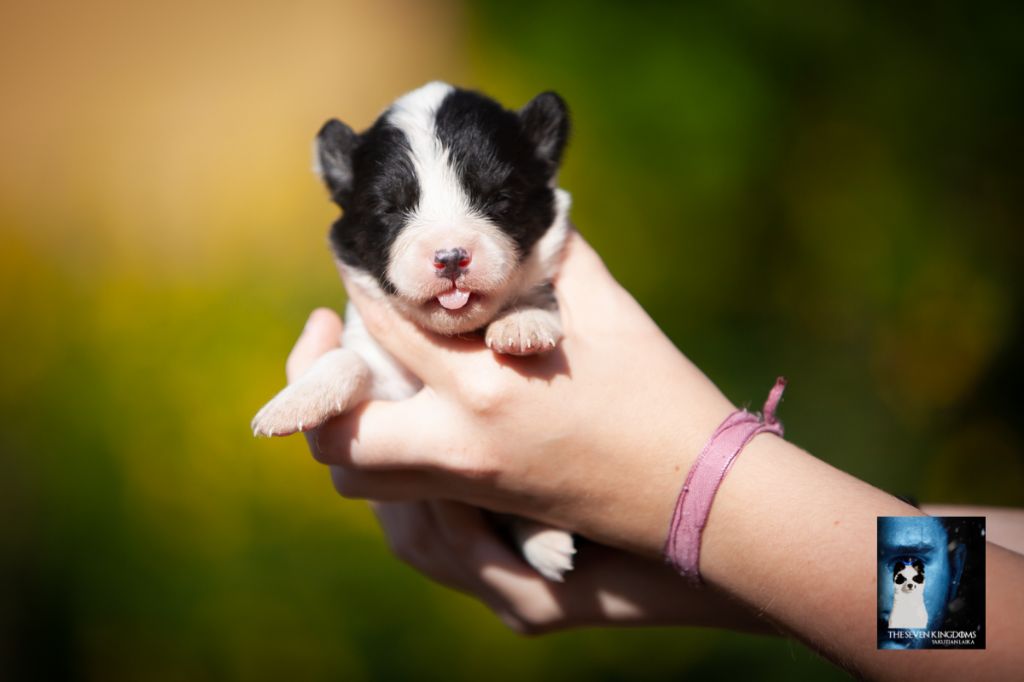 Seven Kingdoms Wolves - Chiots disponibles - Laika de iakoutie