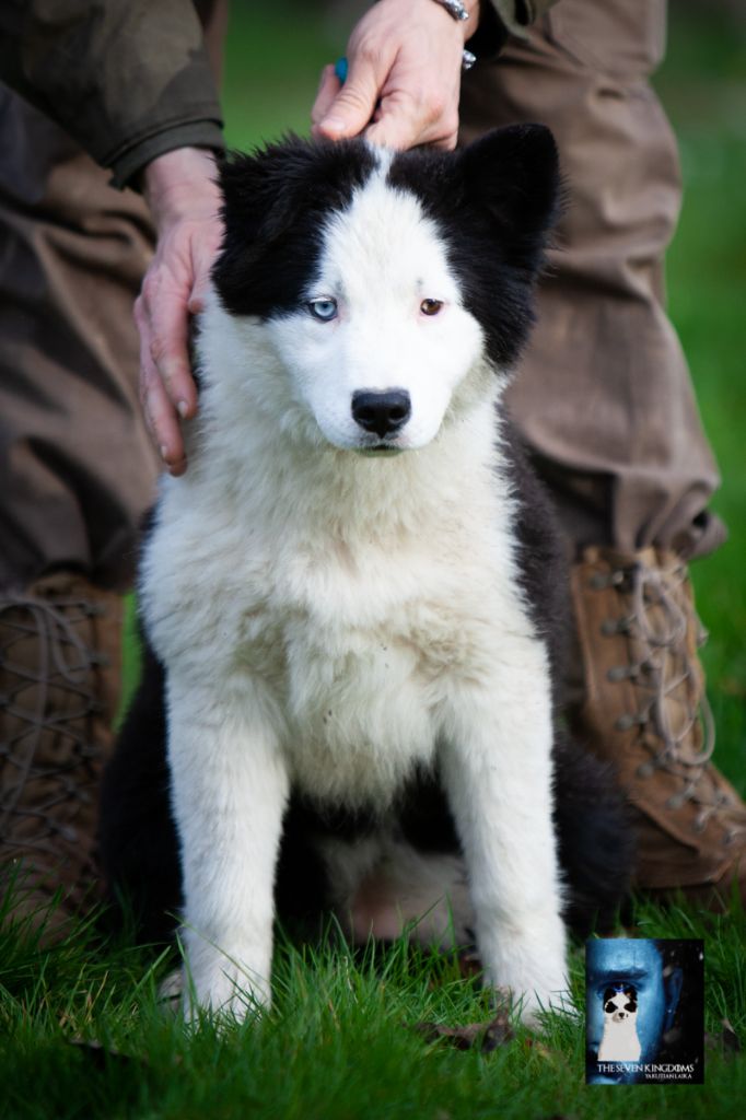 Seven Kingdoms Wolves - Chiots disponibles - Laika de iakoutie