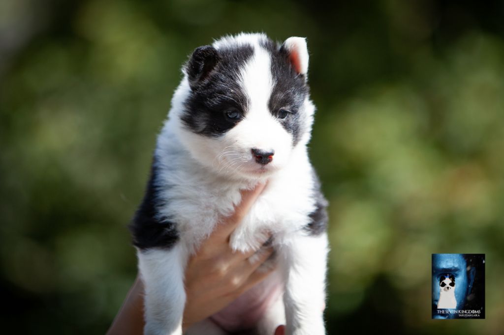 Seven Kingdoms Wolves - Chiots disponibles - Laika de iakoutie