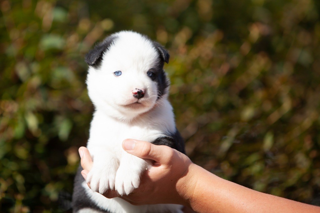 Seven Kingdoms Wolves - Chiots disponibles - Laika de iakoutie