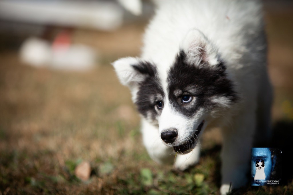 Seven Kingdoms Wolves - Chiots disponibles - Laika de iakoutie