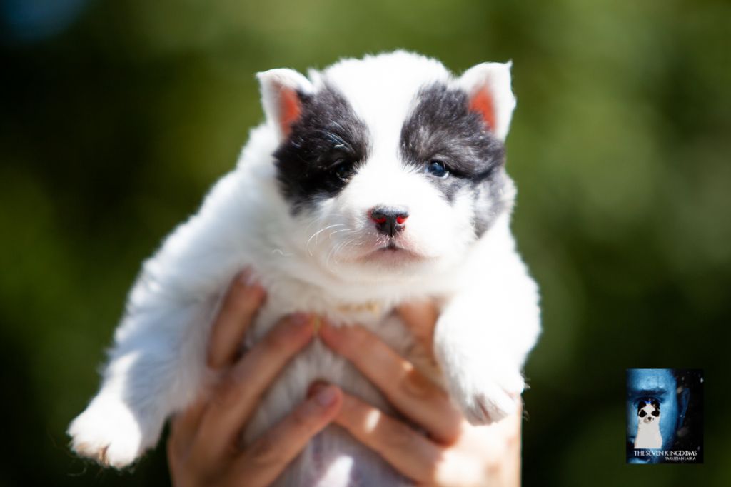 Seven Kingdoms Wolves - Chiots disponibles - Laika de iakoutie