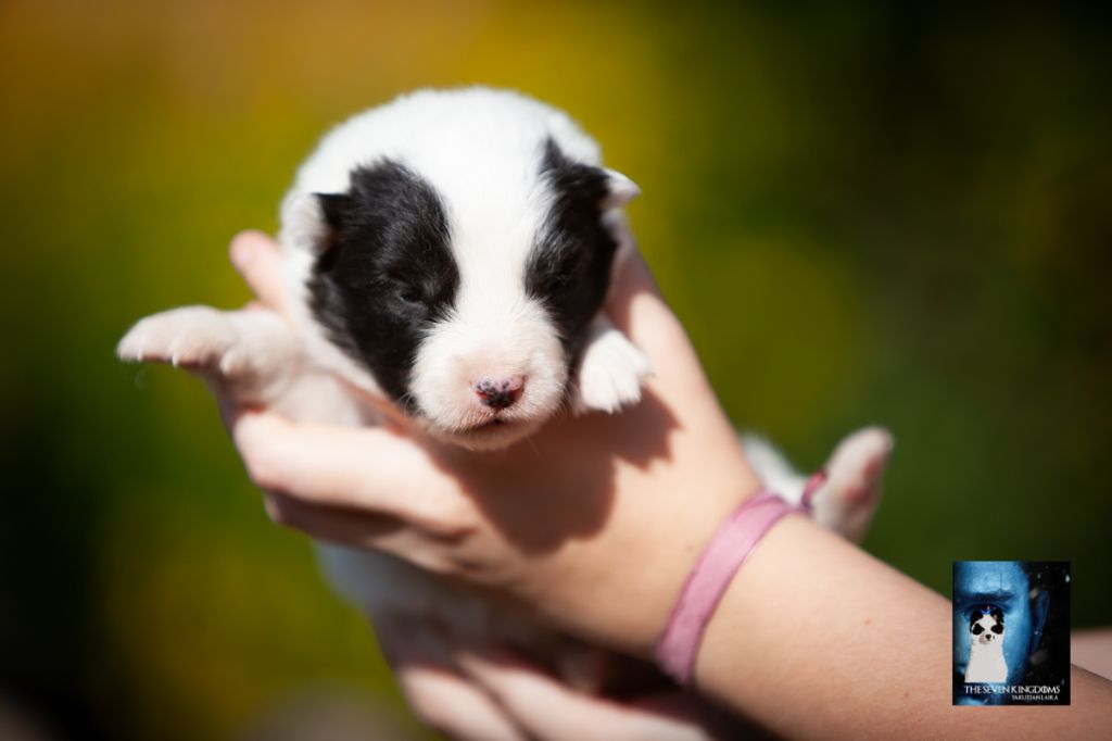 Seven Kingdoms Wolves - Chiots disponibles - Laika de iakoutie