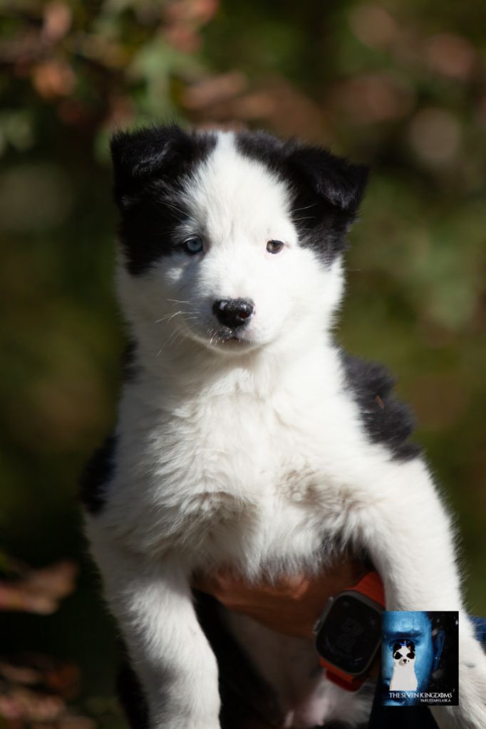 Seven Kingdoms Wolves - Chiots disponibles - Laika de iakoutie