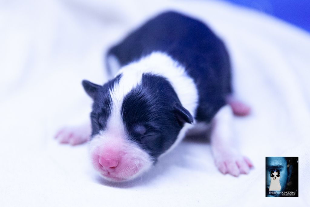 Chiot Laika de iakoutie Seven Kingdoms Wolves