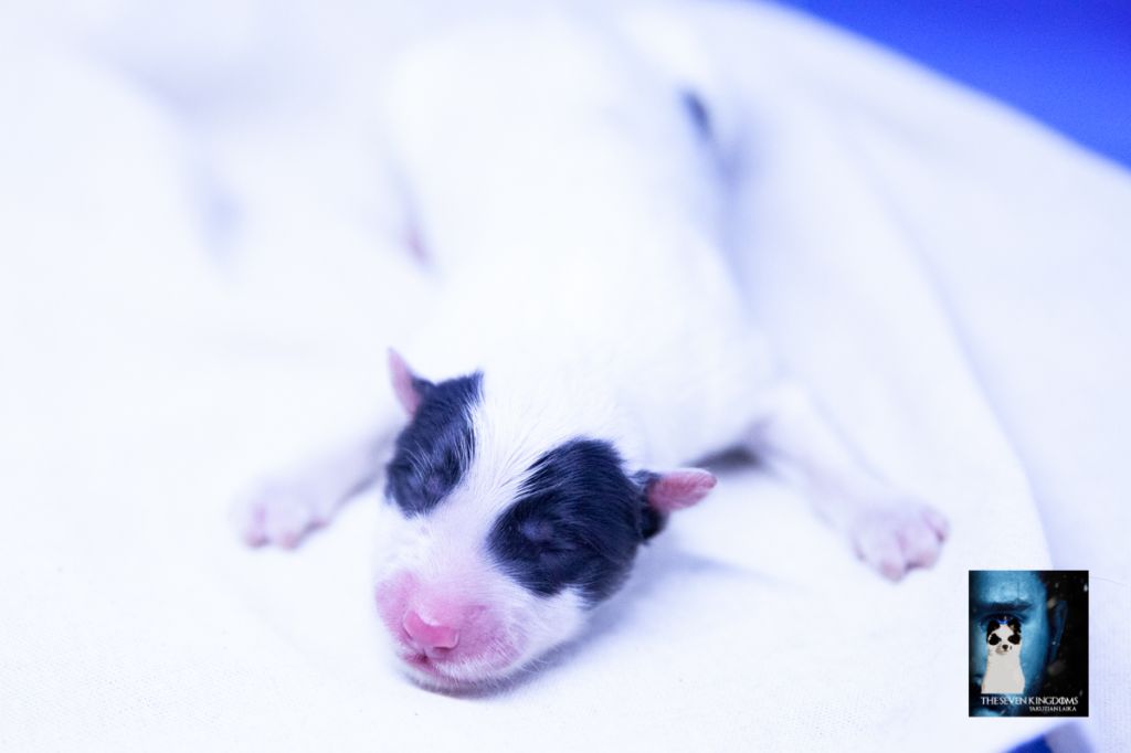 Seven Kingdoms Wolves - Chiots disponibles - Laika de iakoutie